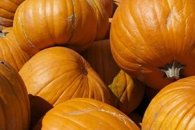 stock of orange pumpkins