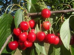 Lot of red cherries on branch