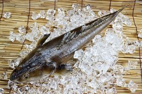 sea ​​fish in ice