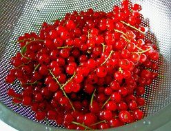 red currant berries in a sieve