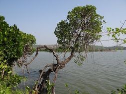 mangrove forests at the river