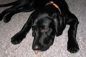 black labrador with an orange collar