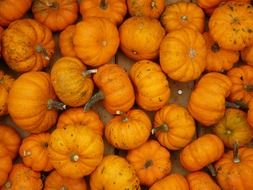 many orange pumpkins