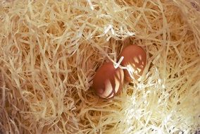 two eggs in the hay
