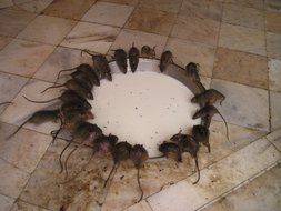 rats drink milk in the temple