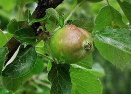 Green apple on a branch with green leaves