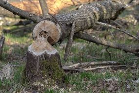 broken tree by beaver