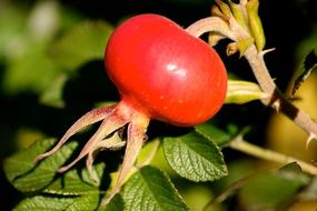 autumn wild rose hip close-up on a blurred background