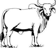 big bull drawing