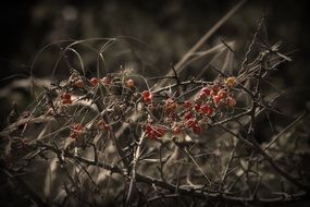 berries on a branch without leaves