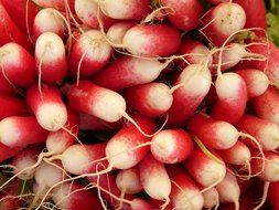 oblong radishes with white tips