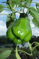green pepper in garden