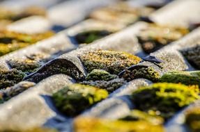 moss surface