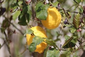 yellow lemons on a tree