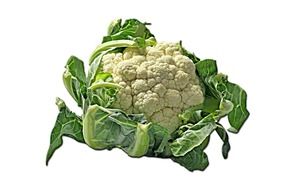 cauliflower on a white background