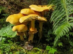 mushrooms under fern leaves