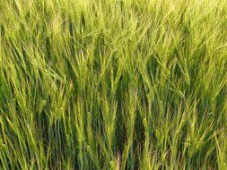 barley field is agriculture