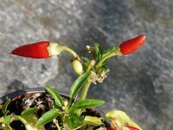 potted chili peppers