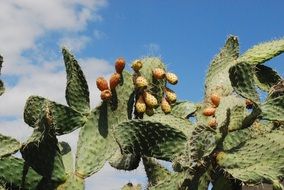 prickly pear and its wild fruit