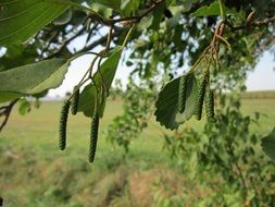 alnus glutinosa is a species of birch
