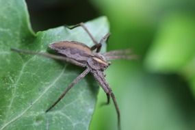 Spider on leaf