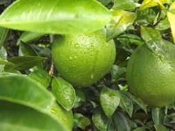 green limes on branches and water drops