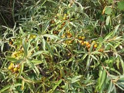 sea buckthorn bush with berries