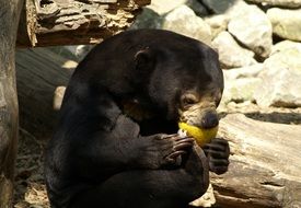 malayan bear in zoo