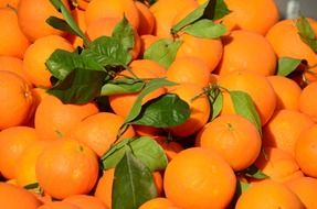 oranges in the market