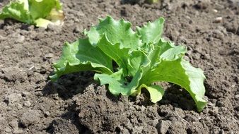 salad field