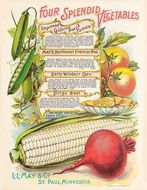 vegetables catalog vintage post drawing