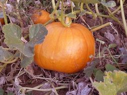 Orange pumpkin on a stalk
