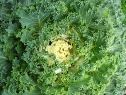 cabbage garden