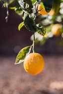 lemon on a tree