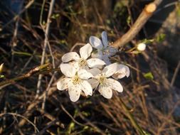 spring flower white petals