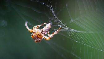 spider network prey close arachnid