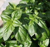 appetizing green basil close-up