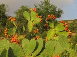 Opuntia in the Mediterranean