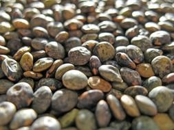 crop of legumes close up