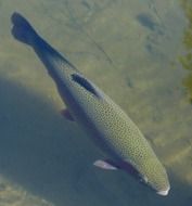 rainbow trout in water
