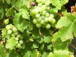 vine with green grapes in the sunlight