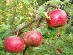 fresh harvest from apple tree