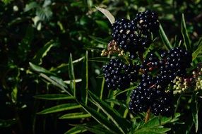 chokeberry grows on a branch