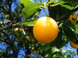 yellow plums on branches at sky