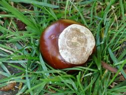 chestnut on a green grass
