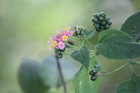 pink wild flowers with seeds