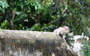 lovely squirrel mammal