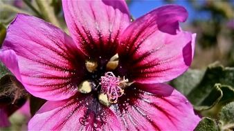 closeup picture of pink flowers of the mallow shrub vegetable