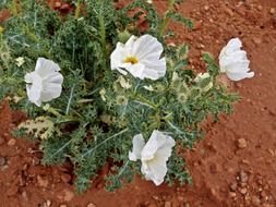 wild mexican poppy flower