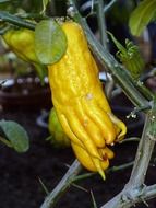 Close-up of the yellow exotic fruit on a branch with green leaves